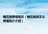 梅花鹿養(yǎng)殖知識(shí)（梅花鹿該怎么養(yǎng)殖簡(jiǎn)介介紹）