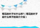 菊花的葉子長什么樣?（菊花的葉子是什么樣子的簡介介紹）