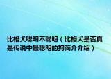 比格犬聰明不聰明（比格犬是否真是傳說(shuō)中最聰明的狗簡(jiǎn)介介紹）