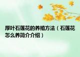 厚葉石蓮花的養(yǎng)殖方法（石蓮花怎么養(yǎng)簡介介紹）