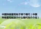 中國種植葡萄始于哪個朝代（中國種植葡萄起源于什么朝代簡介介紹）