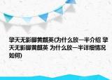 擎天無影腳黃麒英(為什么放一半介紹 擎天無影腳黃麒英 為什么放一半詳細(xì)情況如何)