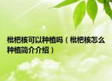 枇杷核可以種植嗎（枇杷核怎么種植簡(jiǎn)介介紹）