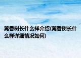 莞香樹長什么樣介紹(莞香樹長什么樣詳細情況如何)