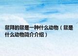 鰲拜的鰲是一種什么動(dòng)物（鰲是什么動(dòng)物簡(jiǎn)介介紹）