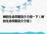 蟬的生命周期簡(jiǎn)介介紹一下（蟬的生命周期簡(jiǎn)介介紹）