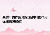 桑樹葉的作用介紹(桑樹葉的作用詳細情況如何)