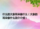 什么的大象耳朵像什么（大象的耳朵像什么簡介介紹）