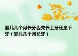 嬰兒幾個(gè)月長(zhǎng)牙齒先長(zhǎng)上牙還是下牙（嬰兒幾個(gè)月長(zhǎng)牙）
