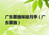 廣東薔薇嫁接月季（廣東薔薇）