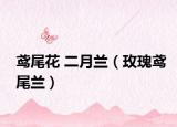 鳶尾花 二月蘭（玫瑰鳶尾蘭）