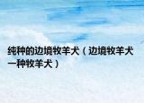純種的邊境牧羊犬（邊境牧羊犬 一種牧羊犬）