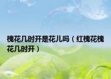 槐花幾時開是花兒嗎（紅槐花槐花幾時開）