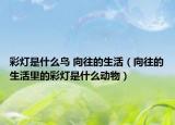 彩燈是什么鳥(niǎo) 向往的生活（向往的生活里的彩燈是什么動(dòng)物）