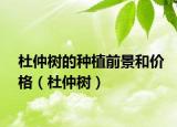 杜仲樹的種植前景和價(jià)格（杜仲樹）
