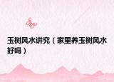 玉樹(shù)風(fēng)水講究（家里養(yǎng)玉樹(shù)風(fēng)水好嗎）