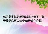 兔子養(yǎng)多長時間可以生小兔子（兔子養(yǎng)多久可以生小兔子簡介介紹）