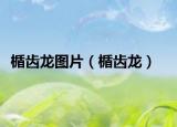 楯齒龍圖片（楯齒龍）