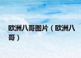 歐洲八哥圖片（歐洲八哥）