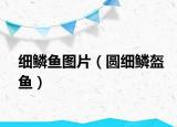 細(xì)鱗魚圖片（圓細(xì)鱗盔魚）