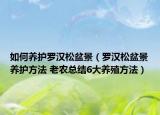 如何養(yǎng)護羅漢松盆景（羅漢松盆景養(yǎng)護方法 老農(nóng)總結6大養(yǎng)殖方法）