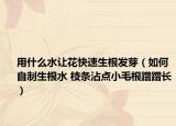 用什么水讓花快速生根發(fā)芽（如何自制生根水 枝條沾點(diǎn)小毛根蹭蹭長）