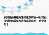 發(fā)財樹的養(yǎng)殖方法和注意事項一帆風順（發(fā)財樹的養(yǎng)殖方法和注意事項 一定要做好）