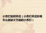 小蘇打如何養(yǎng)花（小蘇打養(yǎng)花妙用 怎么能缺少萬能的小蘇打）