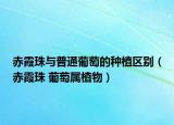 赤霞珠與普通葡萄的種植區(qū)別（赤霞珠 葡萄屬植物）