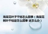 海棠花葉子干枯怎么回事（海棠花樹葉干枯是怎么回事 該怎么辦）