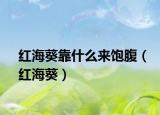 紅海葵靠什么來飽腹（紅?？? /></span></a>
                        <h2><a  title=