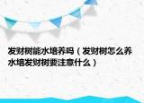 發(fā)財樹能水培養(yǎng)嗎（發(fā)財樹怎么養(yǎng) 水培發(fā)財樹要注意什么）