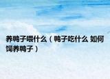 養(yǎng)鴨子喂什么（鴨子吃什么 如何飼養(yǎng)鴨子）