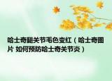 哈士奇腿關(guān)節(jié)毛色變紅（哈士奇圖片 如何預(yù)防哈士奇關(guān)節(jié)炎）