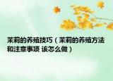 茉莉的養(yǎng)殖技巧（茉莉的養(yǎng)殖方法和注意事項 該怎么做）