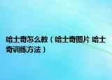 哈士奇怎么教（哈士奇圖片 哈士奇訓練方法）
