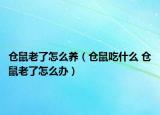 倉鼠老了怎么養(yǎng)（倉鼠吃什么 倉鼠老了怎么辦）