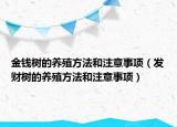 金錢樹的養(yǎng)殖方法和注意事項（發(fā)財樹的養(yǎng)殖方法和注意事項）