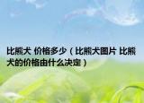 比熊犬 價(jià)格多少（比熊犬圖片 比熊犬的價(jià)格由什么決定）