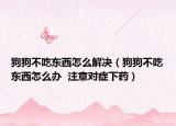 狗狗不吃東西怎么解決（狗狗不吃東西怎么辦  注意對癥下藥）