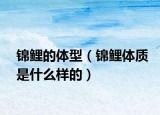 錦鯉的體型（錦鯉體質(zhì)是什么樣的）
