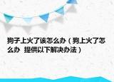 狗子上火了該怎么辦（狗上火了怎么辦  提供以下解決辦法）