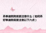 養(yǎng)泰迪狗狗需要注意什么（如何養(yǎng)好泰迪狗需要注意以下六點(diǎn)）