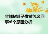 金錢樹葉子發(fā)黃怎么回事:6個原因分析