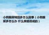 小狗眼屎特別多怎么回事（小狗眼屎多怎么辦 什么原因造成的）