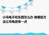 小烏龜不吃東西怎么辦 有哪些方法讓烏龜進(jìn)食一點(diǎn)