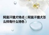 阿富汗獵犬特點(diǎn)（阿富汗獵犬怎么樣有什么特色）