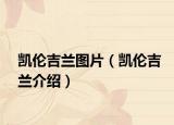 凱倫吉蘭圖片（凱倫吉蘭介紹）
