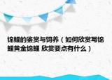 錦鯉的鑒賞與飼養(yǎng)（如何欣賞寫錦鯉黃金錦鯉 欣賞要點(diǎn)有什么）