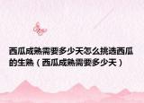 西瓜成熟需要多少天怎么挑選西瓜的生熟（西瓜成熟需要多少天）